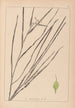 Herbier de la flore française Pl1120 - Louis Antoine Cusin — weergave van het kunstwerk