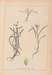 Herbier de la flore française Pl1121 - Louis Antoine Cusin — weergave van het kunstwerk