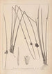 Herbier de la flore française Pl1122 - Louis Antoine Cusin — weergave van het kunstwerk