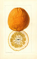 Citrus grandis Alamoen - Louis Charles Christopher Krieger — weergave van het kunstwerk