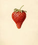 Fragaria Bellmar - Louis Charles Christopher Krieger — weergave van het kunstwerk