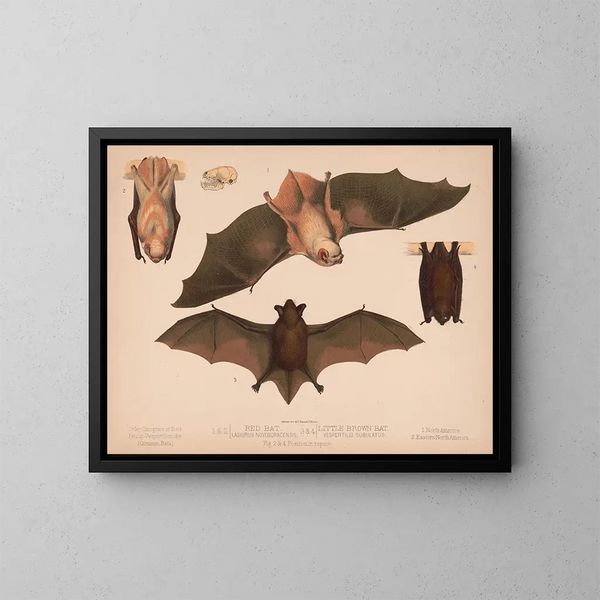 1 2 Red Bat Lasiurus noveboracensis 3 4 Small Brown Bat Vespertillo subulatus - Louis Prang Co — framed artwork on a wall