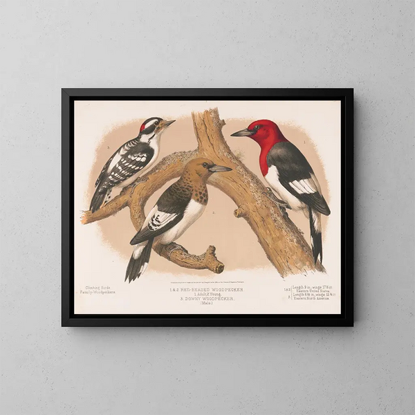 Red-haired scalp painting 1 Adults 2 Youths 3 Red-headed male head pin - Louis Prang Co — framed artwork on a wall