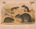 van een Springende Muis met Witte Poten, Velduil, Bruine Rat - Louis Prang Co — weergave van het kunstwerk