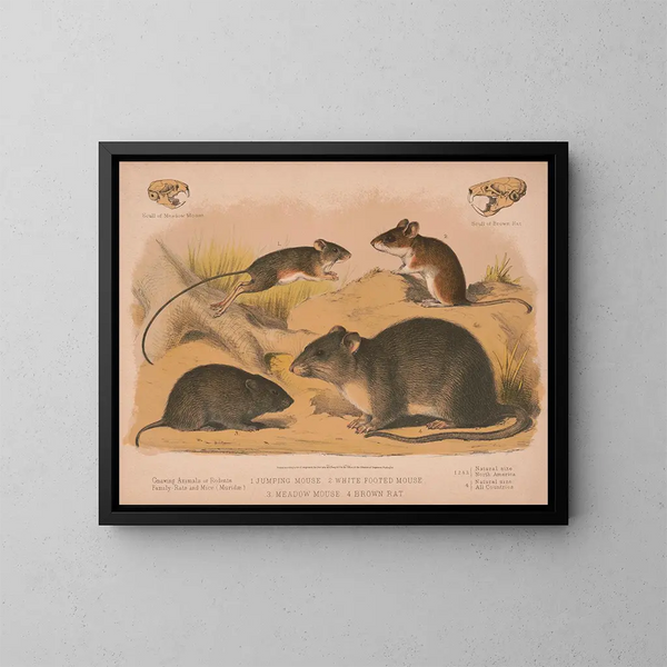Jumping Mouse White-footed Mouse Bank Vole Brown Rat - Louis Prang Co — framed artwork on a wall