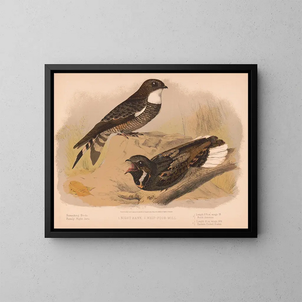 Night Owl Painting, Chuck-will's-widow - Louis Prang Co — framed artwork on a wall