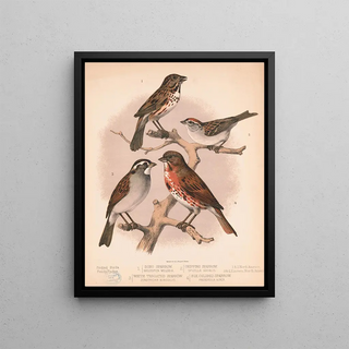 Louis Prang Co - 1 Song sparrow Melospiza melodia 2 Chipping sparrow Spizella socialis 3 White throated sparrow Zonotrichia albicollis.webp