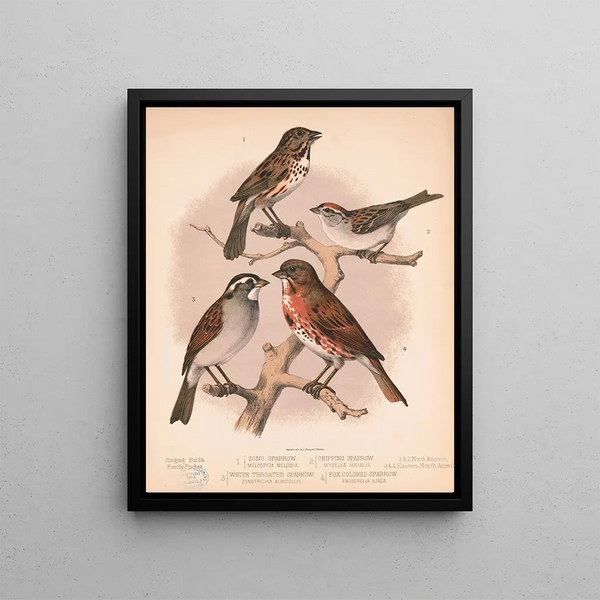 Louis Prang Co - 1 Song sparrow Melospiza melodia 2 Chipping sparrow Spizella socialis 3 White throated sparrow Zonotrichia albicollis.webp