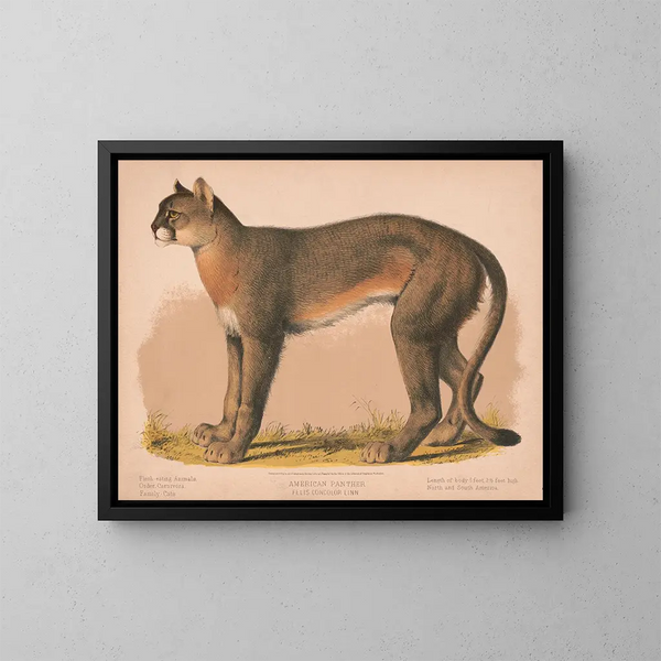 Panther American Felis concolor linn - Louis Prang Co — framed artwork on a wall