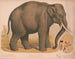 Aziatische olifant Elephas indicus - Louis Prang Co — weergave van het kunstwerk