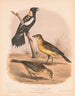 Een bobolink of rijstvogel, man in de zomer, man in de winter, vrouwtje - Louis Prang Co — weergave van het kunstwerk