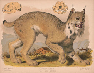 Louis Prang  Co - Canada lynx  Lynx Canadensis.webp