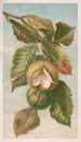 Châtaignier Castanea vulgaris var. Americana - Louis Prang Co — weergave van het kunstwerk