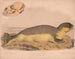Zeehond van de Noordzee Phoca vitulina - Louis Prang Co — weergave van het kunstwerk