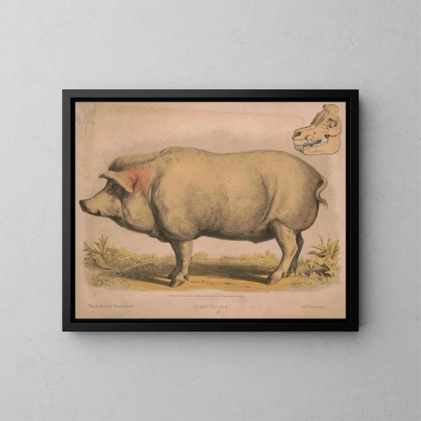 Pig domestique - Louis Prang Co — framed artwork on a wall
