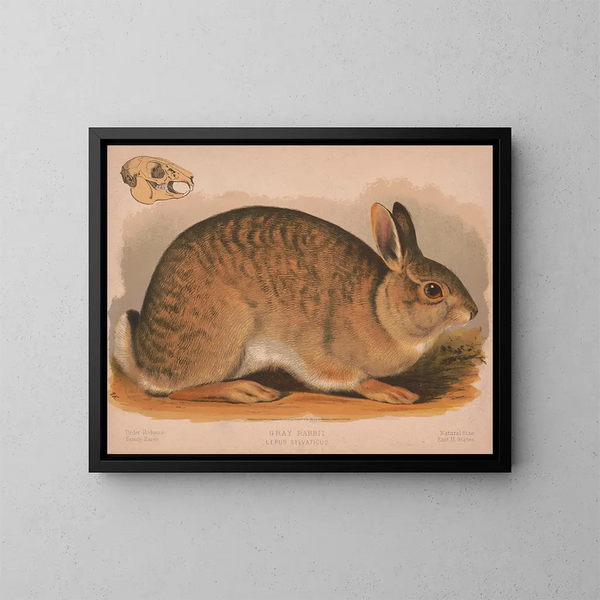 Grijze haas Lepus sylvaticus - Louis Prang Co — ingelijst kunstwerk aan de muur