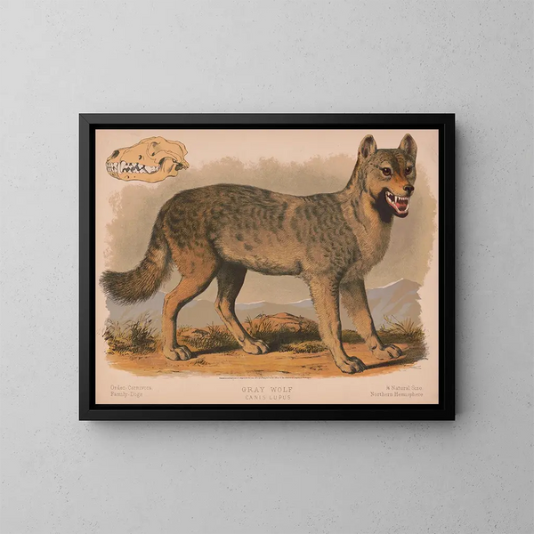Grijze wolf Canis lupus - Louis Prang Co — ingelijst kunstwerk aan de muur