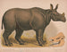 Neushoorn Indiaas - Louis Prang Co — weergave van het kunstwerk