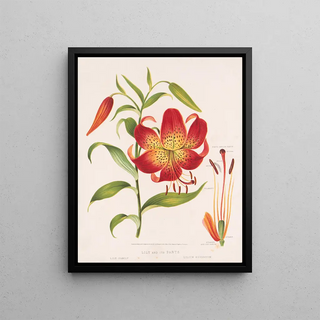 Louis Prang Co - Lily and its parts.webp