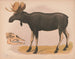 Europees eland Alces malchis - Louis Prang Co — weergave van het kunstwerk