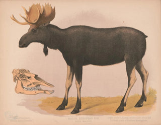 Louis Prang  Co - Moose European elk Alces malchis.webp