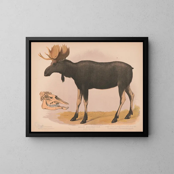 Europees eland Alces malchis - Louis Prang Co — ingelijst kunstwerk aan de muur