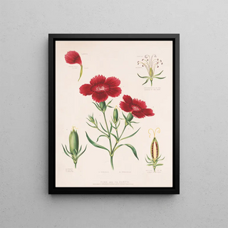 Louis Prang Co - Pink and its parts.webp