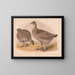 Fazant van de weiden - Louis Prang Co — ingelijst kunstwerk aan de muur