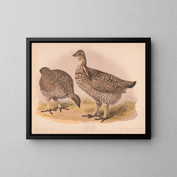 Fazant van de weiden - Louis Prang Co — ingelijst kunstwerk aan de muur