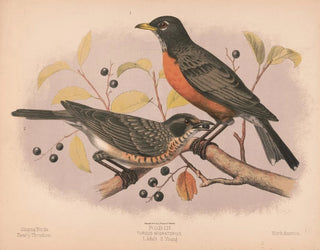 Louis Prang  Co - Robin Turdus migratorius 1 Adult 2 Young.webp