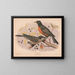 Merle migrateur 1 Volwassene 2 Jonge vogels - Louis Prang Co — ingelijst kunstwerk aan de muur