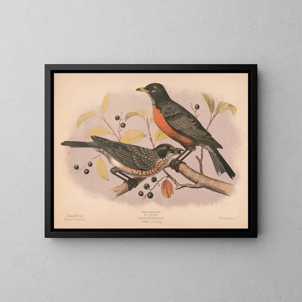 Merle migrateur 1 Volwassene 2 Jonge vogels - Louis Prang Co — ingelijst kunstwerk aan de muur