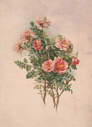 Louis Prang Co - Roses.webp