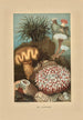 Anémones de mer - Louis Prang Co — weergave van het kunstwerk