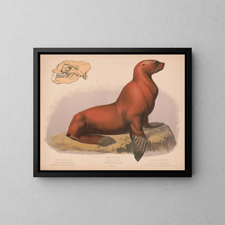 Louis Prang  Co - Sea lion Eumetopias stelleri Male.webp