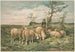 Studie van schapen naar F. Brissot - Louis Prang Co — weergave van het kunstwerk