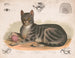 De huiselijke kat - Louis Prang Co — weergave van het kunstwerk