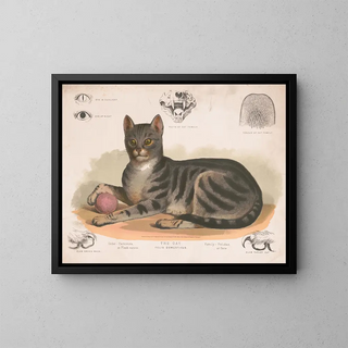Louis Prang  Co - The cat  Felis domesticus.webp