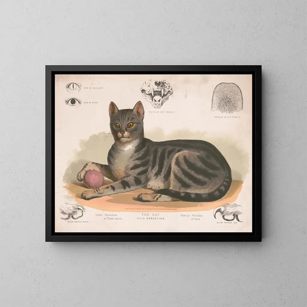 De huiselijke kat - Louis Prang Co — ingelijst kunstwerk aan de muur
