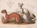 Fouines Mustela longicauda - Louis Prang Co — weergave van het kunstwerk