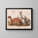 Fouines Mustela longicauda - Louis Prang Co — ingelijst kunstwerk aan de muur
