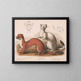 Louis Prang  Co - Weasels Mustela longicauda.webp