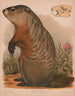 Marmotte - Louis Prang Co — weergave van het kunstwerk