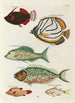 Poissons, kreeften en krabben in diverse kleuren en buitengewone figuren Pl025 - Louis Renard — weergave van het kunstwerk