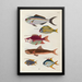 Poissons écrevisses et crabes de diverses couleurs et figures extraordinaires Pl027 - Louis Renard — ingelijst kunstwerk aan de muur
