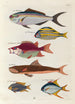 Poissons écrevisses et crabes de diverses couleurs et figures extraordinaires Pl027 - Louis Renard — weergave van het kunstwerk