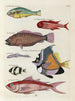 van een schilderij met vissen, kreeften en krabben in diverse kleuren en met buitengewone figuren Pl030 - Louis Renard — weergave van het kunstwerk