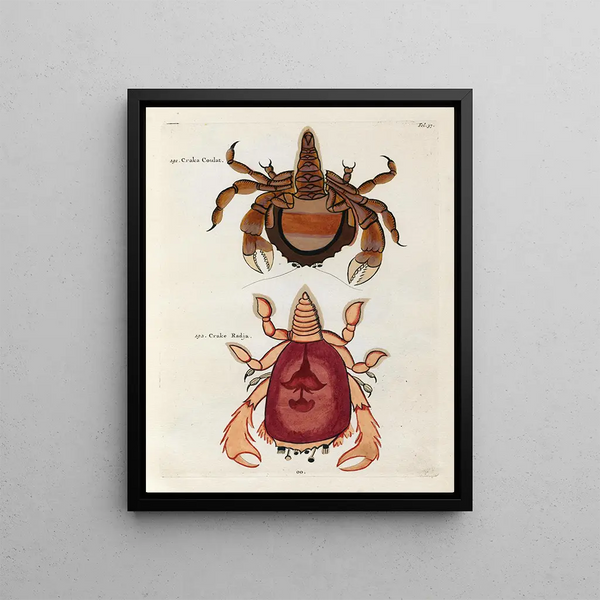 Louis Renard - Poissons ecrevisses et crabes de diverses couleurs et figures extraordinaires Pl037.webp