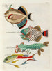 Poissons écrevisses et crabes de diverses couleurs et figures extraordinaires Pl038 - Louis Renard — weergave van het kunstwerk