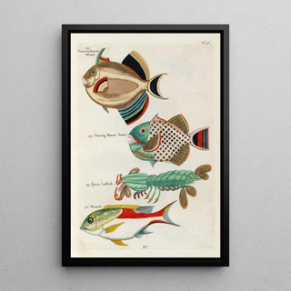 Louis Renard - Poissons ecrevisses et crabes de diverses couleurs et figures extraordinaires Pl038.webp